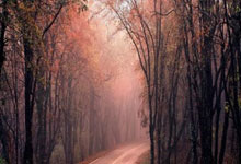 Gazprom公(gōng)佈(bù)第三季度淨(jìng)利17.2亿美元